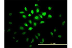 Immunofluorescence (IF) image for anti-Musashi Homolog 1 (Drosophila) (MSI1) (AA 1-87) antibody (ABIN518032)