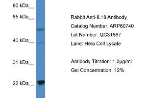 Western Blotting (WB) image for anti-Interleukin 18 (IL18) (C-Term) antibody (ABIN2788556) (IL-18 抗体  (C-Term))