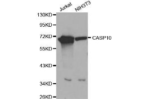Western blot analysis of extracts of various cell lines, using CASP10 antibody (ABIN5970048) at 1/1000 dilution. (Caspase 10 抗体)