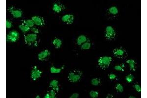 Anti-FGFR2 mouse monoclonal antibody (ABIN2454521) immunofluorescent staining of COS7 cells transiently transfected by pCMV6-ENTRY FGFR2 (RC217098). (FGFR2 抗体)