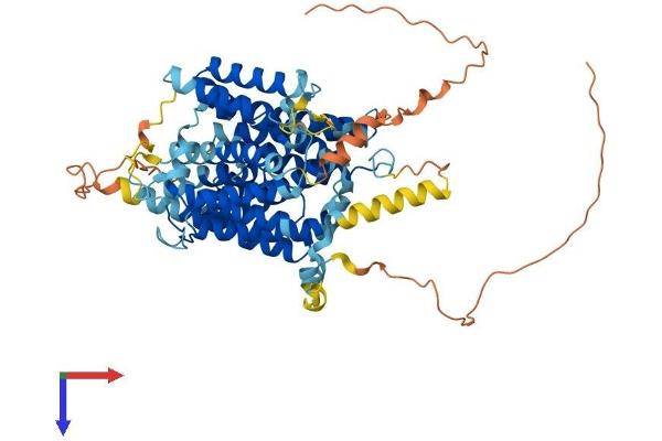 SLC23A3 Protein (AA 1-611) (His tag)