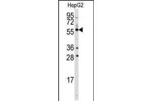 Western blot analysis of anti-ALDH4A1 Antibody in HepG2 cell line lysates (35ug/lane). (ALDH4A1 抗体  (C-Term))