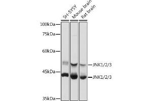 Western blot analysis of extracts of various cell lines, using JNK1/2/3 antibody (ABIN7268630) at 1:1000 dilution. (MAPK8/9/10 抗体)