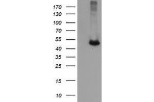 Image no. 2 for anti-Chromosome 2 Open Reading Frame 62 (C2orf62) antibody (ABIN1497052) (C2orf62 抗体)