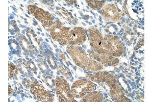 SLC1A5 antibody was used for immunohistochemistry at a concentration of 4-8 ug/ml to stain Epithelial cells of renal tubule (arrows) in Human Kidney. (SLC1A5 抗体)
