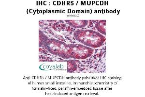 Image no. 1 for anti-Mucin and Cadherin-Like (CDHR5) (Cytoplasmic Domain) antibody (ABIN1732922) (CDHR5 抗体  (Cytoplasmic Domain))