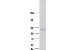 Validation with Western Blot (CXorf64 Protein (Myc-DYKDDDDK Tag))