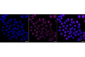 Immunocytochemical staining of HepG2 cells with Phospho-CDK1/2/3(T14) antibody (ABIN7797995), 1:1,000). (Recombinant CDK1/2/3 (pThr14) 抗体)