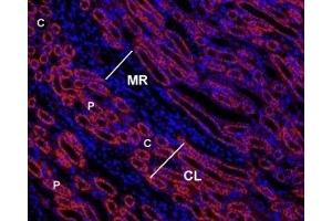 Expression of AGTR1 in rat kidney - Immunohistochemical staining of rat kidney paraffin-embedded sections using Anti-Angiotensin II Receptor Type-1 (extracellular)-ATTO Fluor-550 Antibody (ABIN7042923), (1:50), (red).