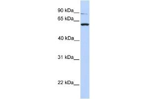 Western Blotting (WB) image for anti-Protein tyrosine Phosphatase, Receptor Type, A (PTPRA) (C-Term) antibody (ABIN635883)