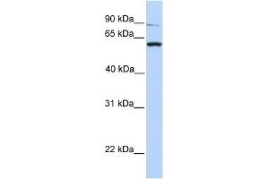 PTPRA antibody used at 1 ug/ml to detect target protein.