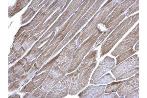 IHC-P Image VDAC1 antibody [N1C2] detects VDAC1 protein at mitochondria on mouse muscle by immunohistochemical analysis. (VDAC1 抗体)
