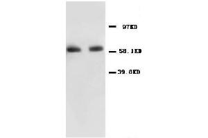 Anti-NF-kB p65 antibody, Western blottingAll lanes: Anti NF-kB p65  at 0. (NF-kB p65 抗体  (N-Term))