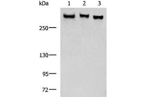 Western blot analysis of LO2 NIH/3T3 A172 cell lysates using FLNC Polyclonal Antibody at dilution of 1:750 (FLNC 抗体)