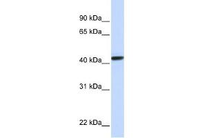 WB Suggested Anti-CLN8 Antibody Titration:  0. (CLN8 抗体  (N-Term))