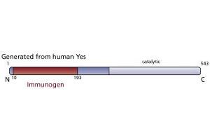 Image no. 4 for anti-V-Yes-1 Yamaguchi Sarcoma Viral Oncogene Homolog 1 (YES1) (AA 10-193) antibody (ABIN967927) (YES1 抗体  (AA 10-193))