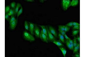 Immunofluorescent analysis of Hela cells using ABIN7167078 at dilution of 1:100 and Alexa Fluor 488-congugated AffiniPure Goat Anti-Rabbit IgG(H+L) (RALBP1 抗体  (AA 6-105))