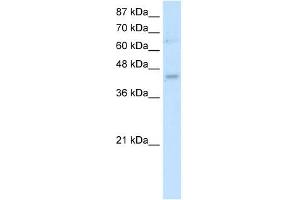 WB Suggested Antibody Titration:  0. (UBE2Z 抗体  (N-Term))