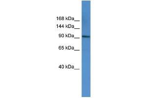 WB Suggested Anti-AP2A1 Antibody Titration: 0. (alpha Adaptin 抗体  (C-Term))