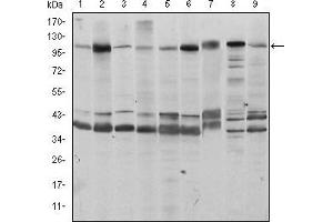 Western blot analysis using FUK mouse mAb against Hela (1), HepG2 (2), Jurkat (3), A431 (4), HEK293 (5), MCF-7 (6), PC-12 (7), Cos7 (8), and NIH/3T3 (9) cell lysate. (FUK 抗体)
