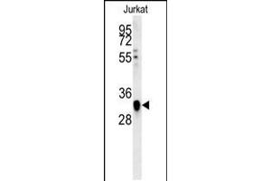 Western blot analysis in Jurkat cell line lysates (35ug/lane). (TFAP4 抗体  (C-Term))