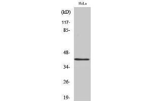 Western Blotting (WB) image for anti-RNA Binding Motif Protein, X-Linked (RBMX) (N-Term) antibody (ABIN3180105) (RBMX 抗体  (N-Term))