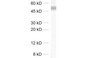 Western Blotting (WB) image for anti-Solute Carrier Family 2 (Facilitated Glucose Transporter), Member 4 (SLC2A4) (AA 495-509) antibody (ABIN1742482)