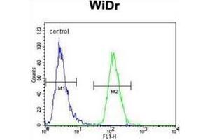 Flow cytometric analysis of WiDr cells (right histogram) compared to a negative control cell (left histogram) using PIK3R5  Antibody (C-term), followed by FITC-conjugated goat-anti-rabbit secondary antibodies. (PIK3R5 抗体  (C-Term))
