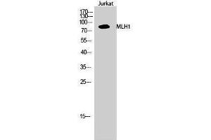Western Blotting (WB) image for anti-MutL Homolog 1 (MLH1) (Internal Region) antibody (ABIN3185582) (MLH1 抗体  (Internal Region))