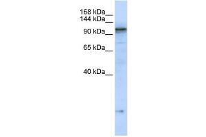 Western Blotting (WB) image for anti-ATPase, Ca++ Transporting, Cardiac Muscle, Slow Twitch 2 (ATP2A2) (C-Term) antibody (ABIN634681)