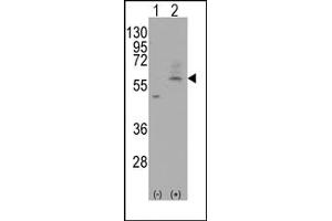 Image no. 1 for anti-Solute Carrier Family 29 (Nucleoside Transporters), Member 4 (SLC29A4) (C-Term) antibody (ABIN356637) (SLC29A4 抗体  (C-Term))