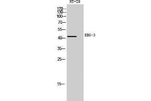 Western Blotting (WB) image for anti-Sphingosine-1-Phosphate Receptor 3 (S1PR3) (Internal Region) antibody (ABIN3184396) (S1PR3 抗体  (Internal Region))