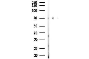 anti-E74 like ETS transcription factor 4 (Elf4) (Internal Region) antibody