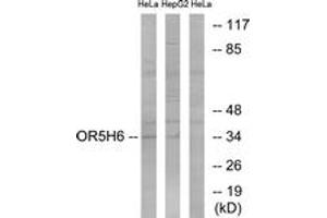 Western blot analysis of extracts from HeLa/HepG2 cells, using OR5H6 Antibody. (OR5H6 抗体  (AA 215-264))