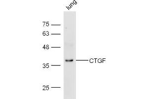Mouse lung lysate probed with Anti-CTGF Polyclonal Antibody  at 1:5000 90min in 37˚C. (CTGF 抗体  (AA 221-349))
