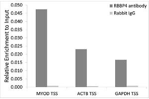 Chromatin immunoprecipitation analysis extracts of 293T cells, using RBBP4 antibody. (Retinoblastoma Binding Protein 4 抗体  (AA 1-425))