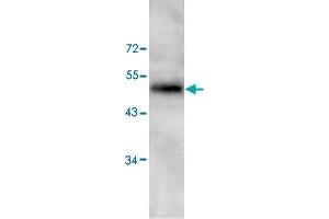 Western blot analysis of HeLa cell lysate with PAWR polyclonal antibody  at 1 : 200 dilution. (PAWR 抗体  (C-Term))