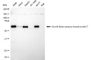 Western blotting analysis using growth factor receptor bound protein 7 antibody (ABIN7798808). (Recombinant GRB7 抗体)
