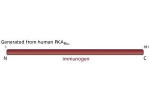 Image no. 2 for anti-PKA R1 alpha (PKR1) (AA 1-381) antibody (ABIN968062) (PKA R1 alpha (PKR1) (AA 1-381) 抗体)
