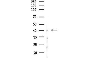 Western blot analysis of lysates from Rat testis, using OXL Antibody at 1/1000 dilution.