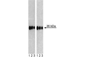 Western Blot analysis of Sox2 in Human Neural Stem Cells (NSC) and Mouse Embryonic Stem (ES) cell line. (SOX2 抗体)