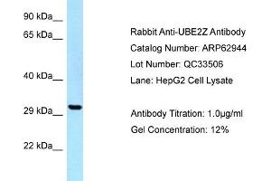 Western Blotting (WB) image for anti-Ubiquitin-Conjugating Enzyme E2Z (UBE2Z) (C-Term) antibody (ABIN971971) (UBE2Z 抗体  (C-Term))