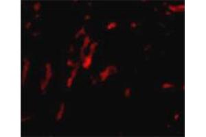 Immunofluorescence staining of rat kidney tissue with 20 ug/mL CDCA8 polyclonal antibody . (CDCA8 抗体  (N-Term))