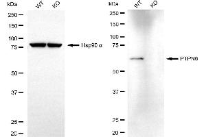 Western blotting analysis using PTPN6 antibody (ABIN7800046). (SHP1 抗体)