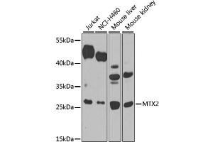 Western blot analysis of extracts of various cell lines, using MTX2 antibody. (MTX2 抗体)