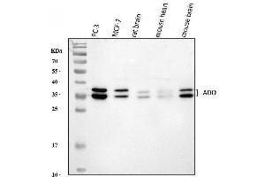 anti-2-Aminoethanethiol (Cysteamine) Dioxygenase (ADO) (AA 49-261) antibody