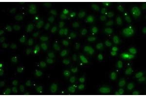 Immunofluorescence analysis of A549 cells using NSL1 Polyclonal Antibody (NSL1 抗体)