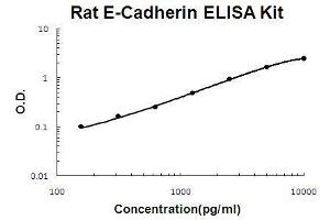 Rat E-Cadherin PicoKine ELISA Kit standard curve (E-cadherin ELISA 试剂盒)