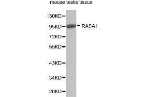Western Blotting (WB) image for anti-RAS P21 Protein Activator (GTPase Activating Protein) 1 (RASA1) (AA 140-220) antibody (ABIN3022297) (RASA1 抗体  (AA 140-220))