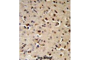 TPH2 Antibody (Center) IHC analysis in formalin fixed and paraffin embedded mouse brain followed by peroxidase conjugation of the secondary antibody and DAB staining. (Tryptophan Hydroxylase 2 抗体  (Middle Region))